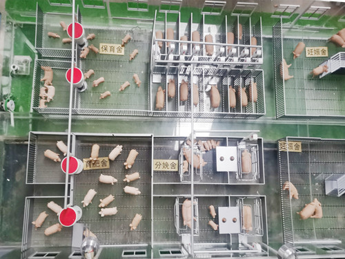 自動(dòng)化養(yǎng)豬廠展示模型